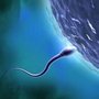 яйцеклетка и сперматозоид. 